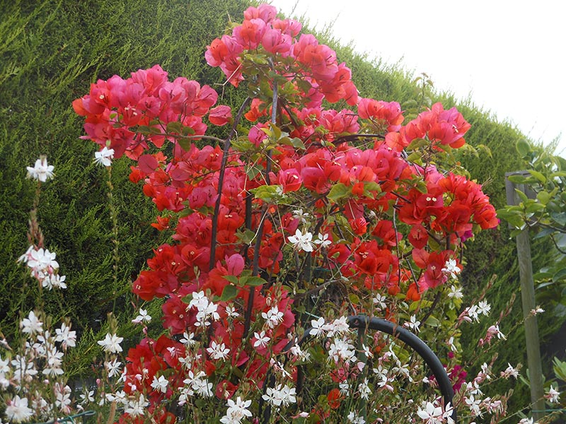 Les Bougainvilliers